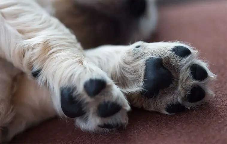 Varför luktar hundars tassar popcorn? – Hemligheten bakom den mysiga doften