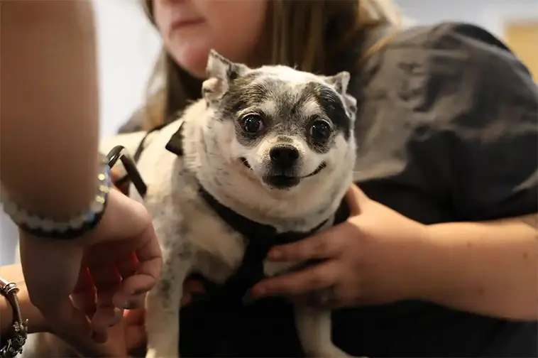 När hundens minne sviker – 6 tidiga tecken på demens hos din hund