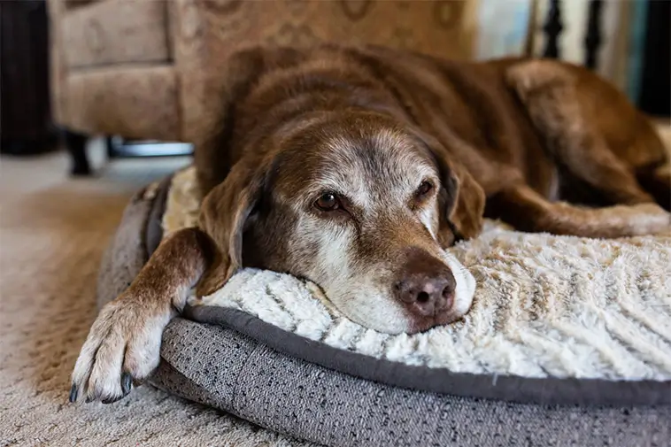 När hundens minne sviker – 6 tidiga tecken på demens hos din hund