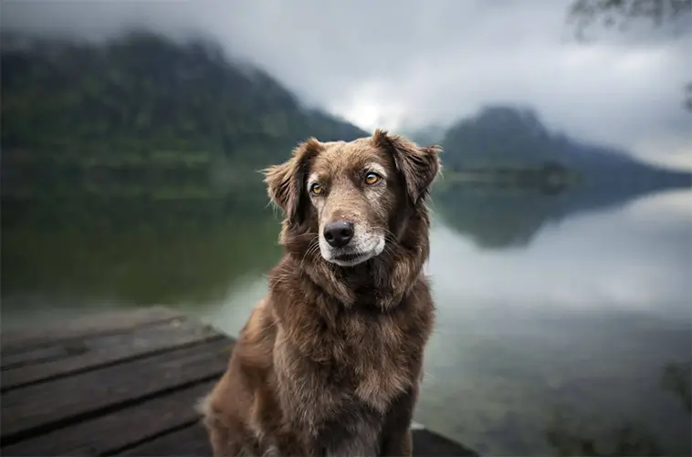 När hundens minne sviker – 6 tidiga tecken på demens hos din hund