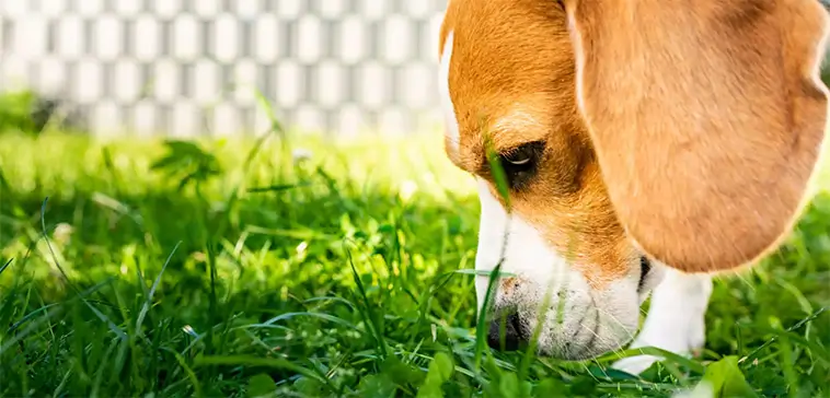 Därför bör din hund få nosa i fred – och vad som händer om den inte får det