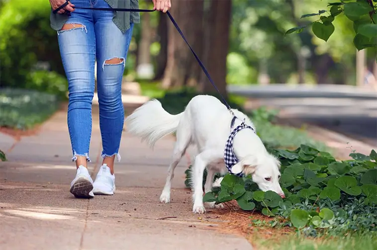 Därför bör din hund få nosa i fred – och vad som händer om den inte får det