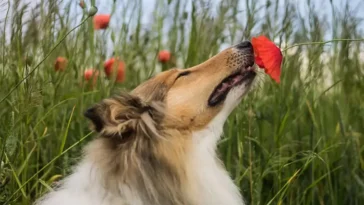 Därför bör din hund få nosa i fred – och vad som händer om den inte får det