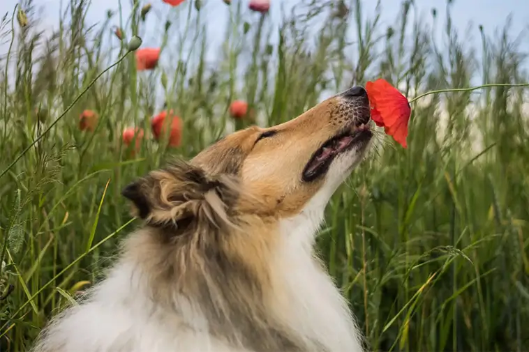 Därför bör din hund få nosa i fred – och vad som händer om den inte får det