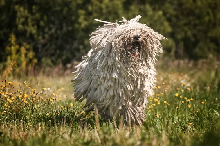 Komondor – den majestätiska väktaren med tofsar av stål