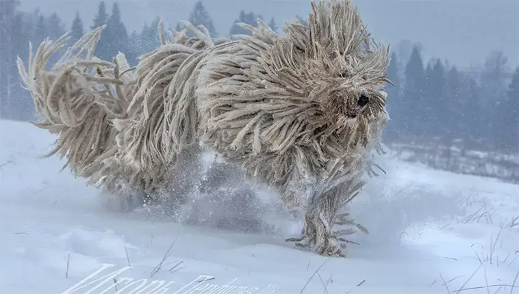 Komondor – den majestätiska väktaren med tofsar av stål