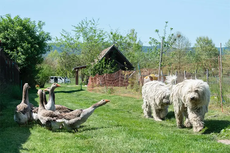 Komondor – den majestätiska väktaren med tofsar av stål