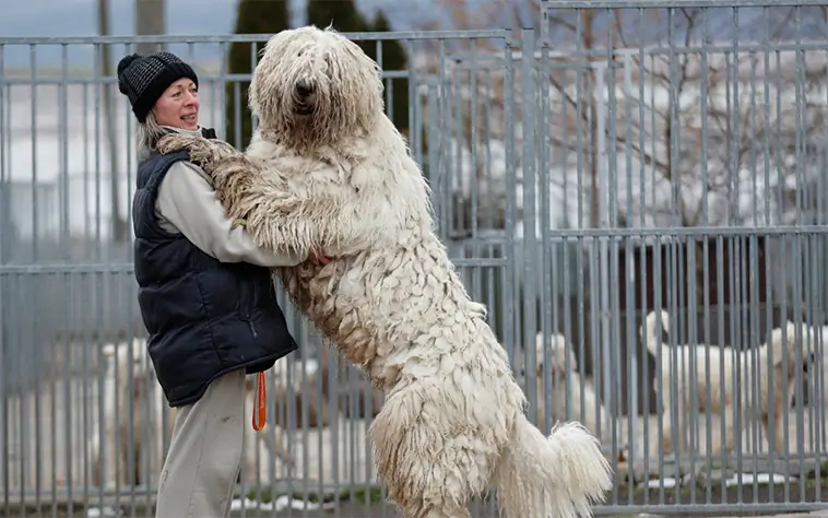 Komondor – den majestätiska väktaren med tofsar av stål