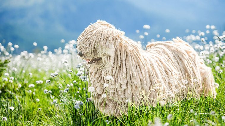 Komondor – den majestätiska väktaren med tofsar av stål