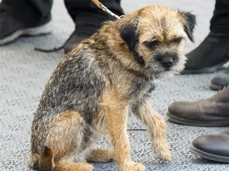 Efter lång tid i skymundan – nu får vi återse den kungliga hunden Siri