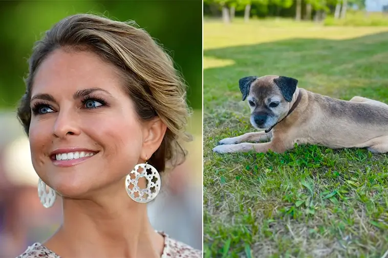 Efter lång tid i skymundan – nu får vi återse den kungliga hunden Siri