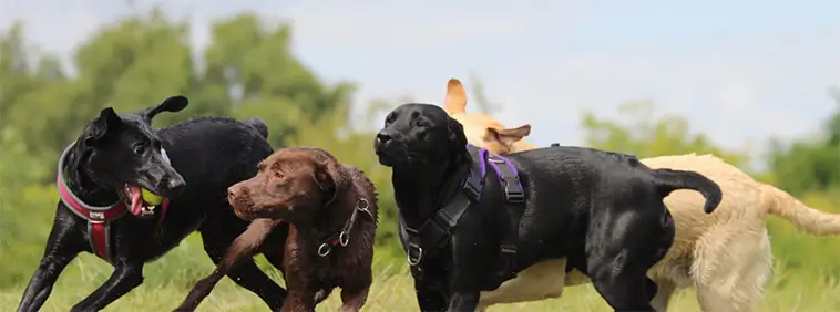 Hundexperten: Labradoren är inte alltid rätt val