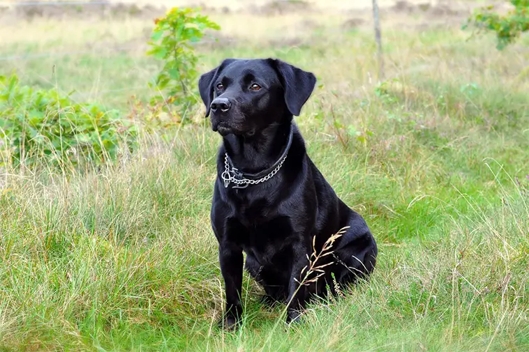 Hundexperten: Labradoren är inte alltid rätt val