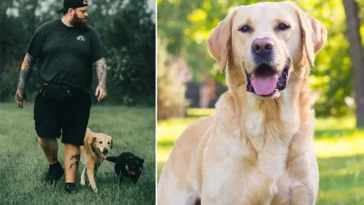 Hundexperten: Labradoren är inte alltid rätt val