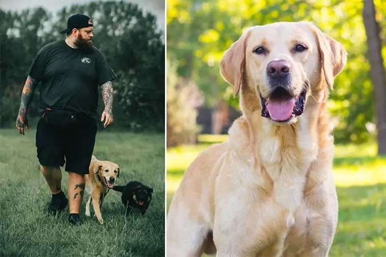Hundexperten: Labradoren är inte alltid rätt val