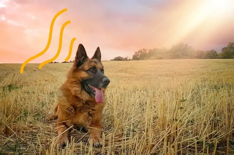 Vanliga misstaget hundägare gör när de försöker kyla sin hund