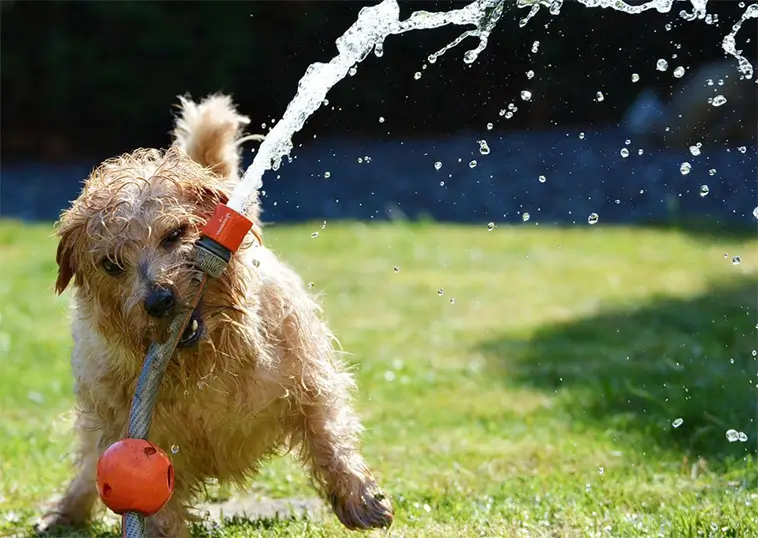 Vanliga misstaget hundägare gör när de försöker kyla sin hund