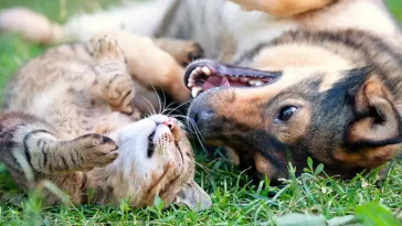 Ny lag på gång för hund- och kattägare – kan börja gälla redan i år