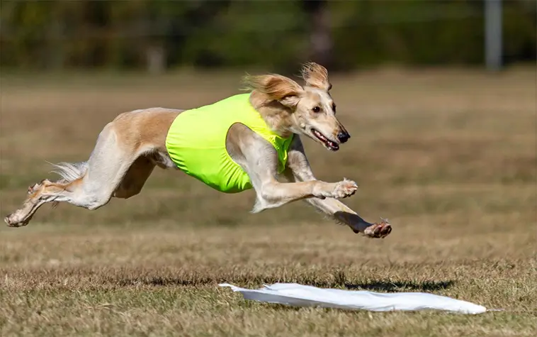Saluki: Faraonernas hund och en av världens äldsta raser