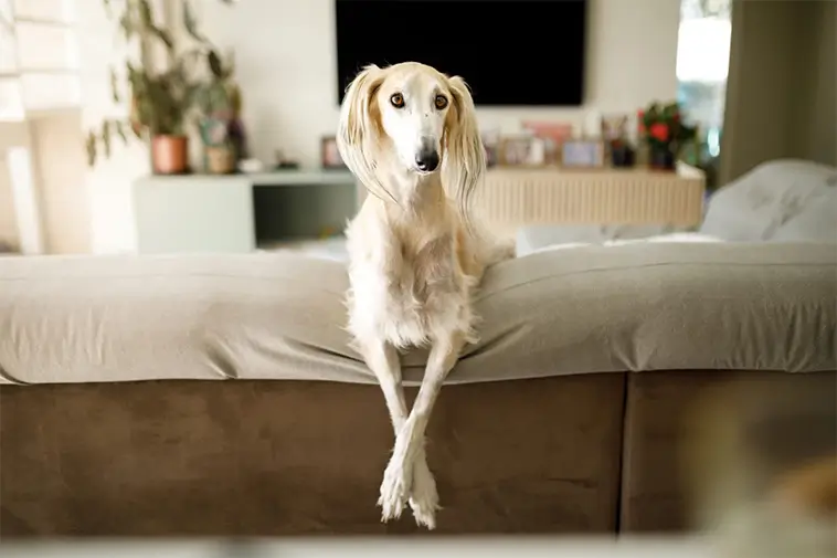 Saluki: Faraonernas hund och en av världens äldsta raser