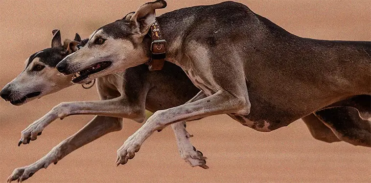 Saluki: Faraonernas hund och en av världens äldsta raser