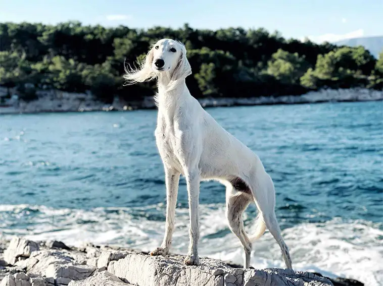 Saluki: Faraonernas hund och en av världens äldsta raser