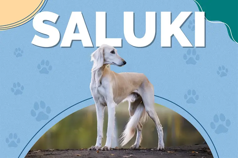 Prime Video inför reklam – betala extra för en annonsfri upplevelse