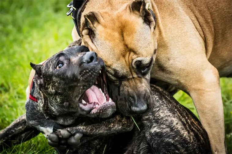 Var fjärde hundägare har fått sin hund skadad i en attack