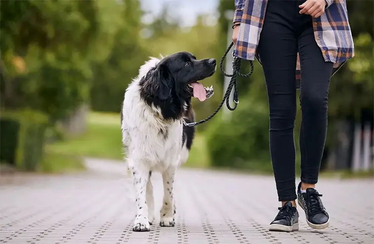 Var fjärde hundägare har fått sin hund skadad i en attack