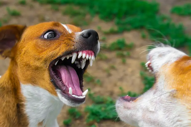 Var fjärde hundägare har fått sin hund skadad i en attack