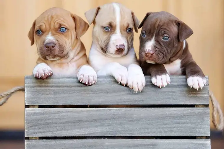Allt om Amerikansk Pitbullterrier: Egenskaper, ursprung, hälsa och skötsel