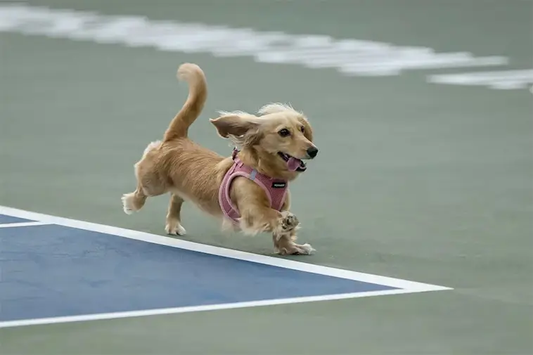 Hund stal showen när Kalinskaya firade seger – lilla Bella charmade hela tennisvärlden