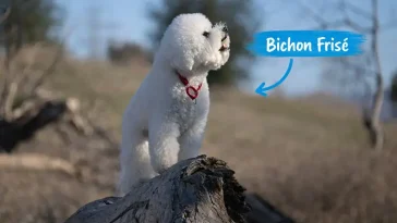Bichon Frisé – den fluffiga lilla vännen med ett kungligt förflutet