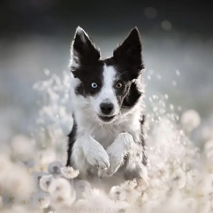 En av världens främsta hundfotografer: Claudio Piccoli fångar 50 hundar i deras mest intensiva ögonblick