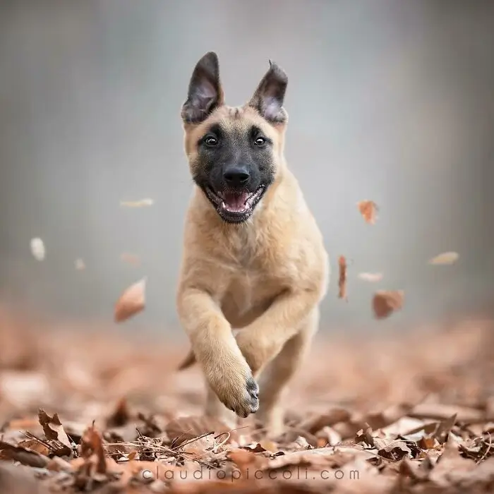 En av världens främsta hundfotografer: Claudio Piccoli fångar 50 hundar i deras mest intensiva ögonblick
