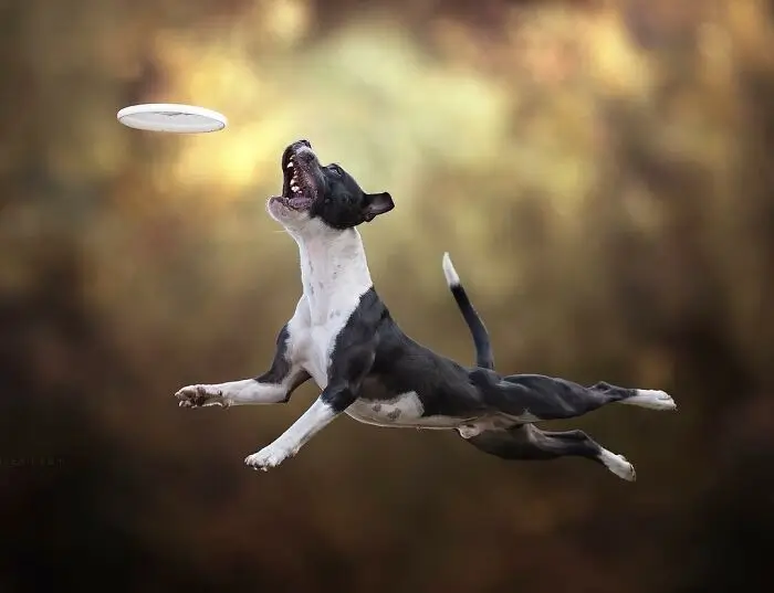 En av världens främsta hundfotografer: Claudio Piccoli fångar 50 hundar i deras mest intensiva ögonblick