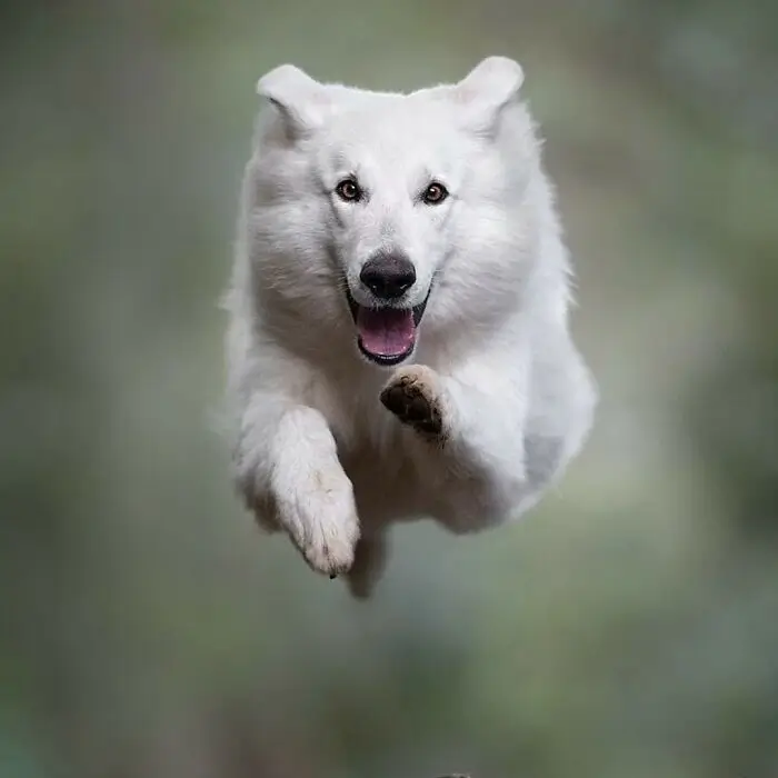 En av världens främsta hundfotografer: Claudio Piccoli fångar 50 hundar i deras mest intensiva ögonblick