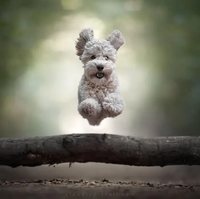 En av världens främsta hundfotografer: Claudio Piccoli fångar 50 hundar i deras mest intensiva ögonblick
