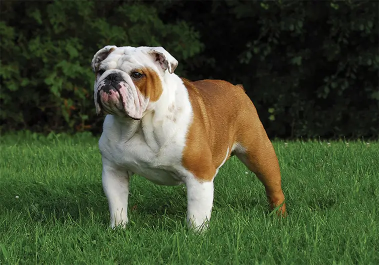 Debatten om nya sedlar: "Bulldoggen hör inte hemma på brittiska pengar"