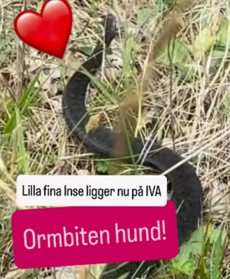 Fredrik Steens valp svårt sjuk efter huggormsbett – vårdas på intensiven