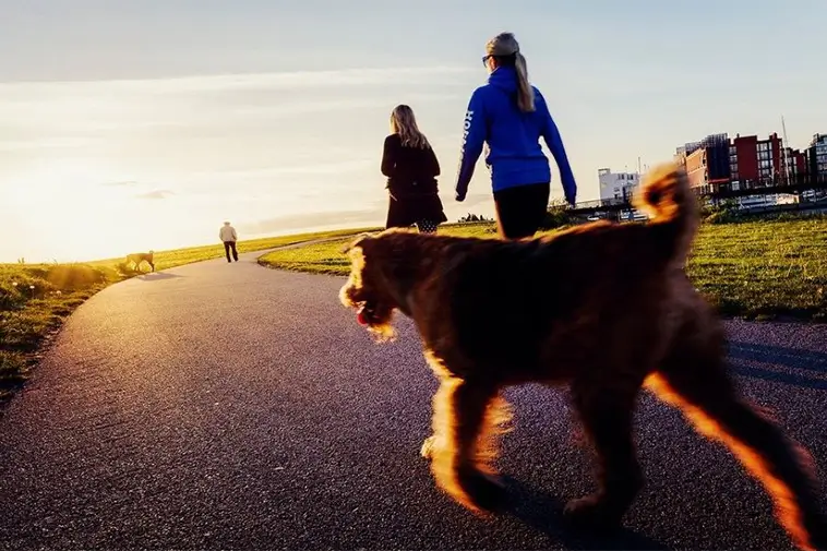 Malmö satsar på säkrare hundbad vid Ribban