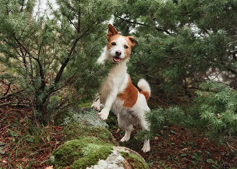 "Som att leva med en duracellkanin" – livet med en Jack Russell