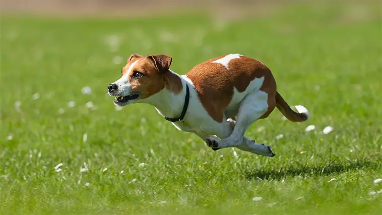"Som att leva med en duracellkanin" – livet med en Jack Russell