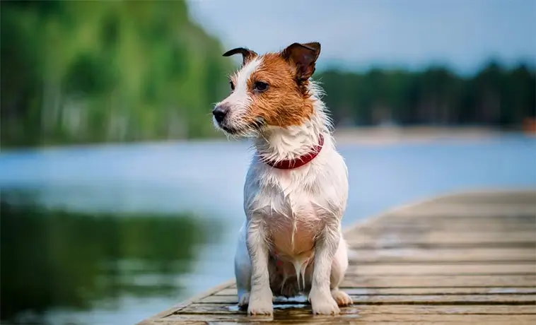 "Som att leva med en duracellkanin" – livet med en Jack Russell