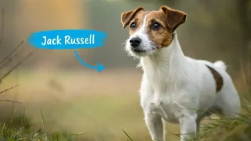 "Som att leva med en duracellkanin" – livet med en Jack Russell