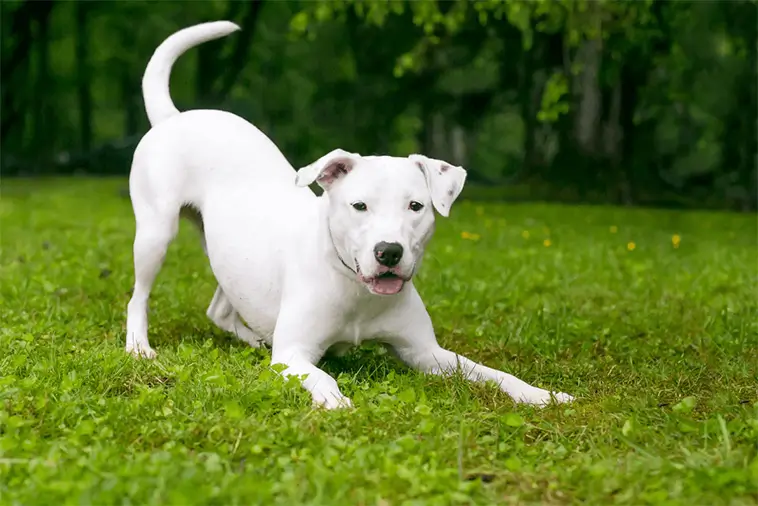 Hundtränarens varning: Vanlig motionsform kan skapa problem – här är råden till nyblivna hundägare