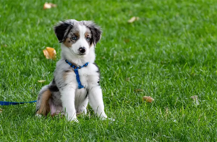 Miniature American Shepherd – Liten till storleken, stor i hjärtat