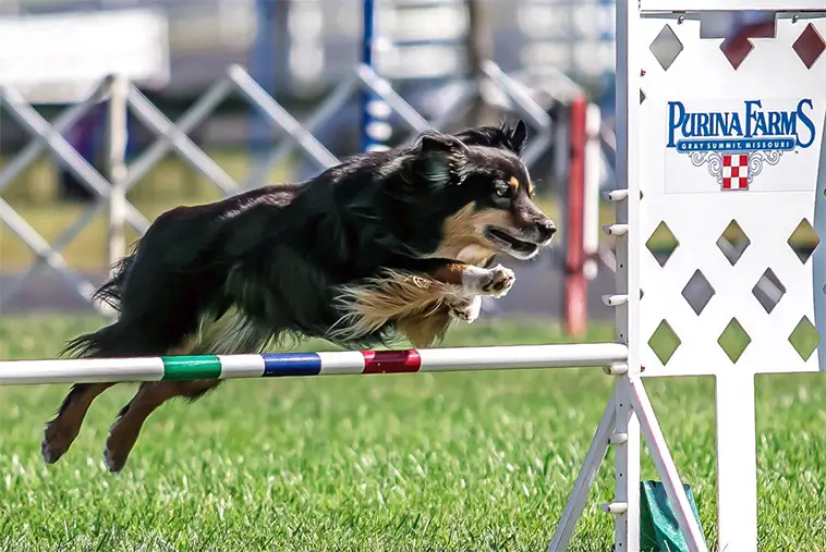 Miniature American Shepherd – Liten till storleken, stor i hjärtat