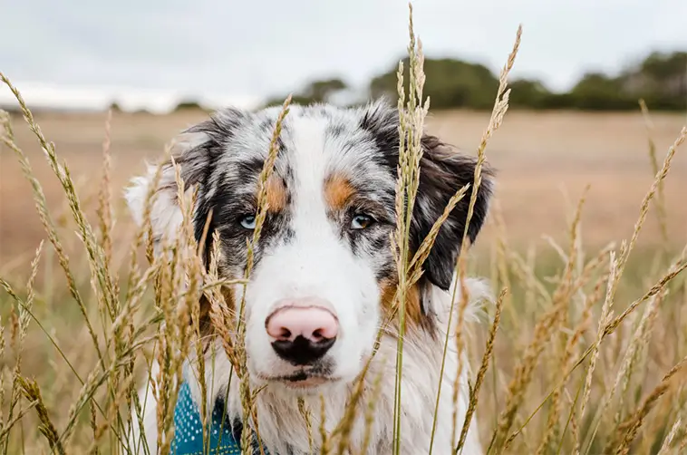 Miniature American Shepherd – Liten till storleken, stor i hjärtat