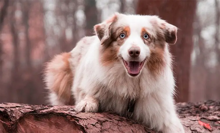 Miniature American Shepherd – Liten till storleken, stor i hjärtat